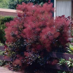 Parūkkoks "Royal Purple"