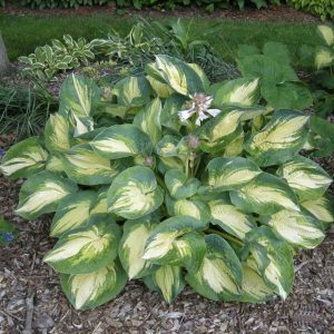 Hosta "Great Expetations"