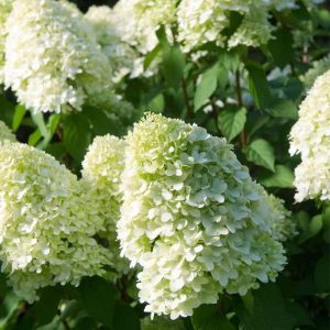 Hortenzija "Limelight"