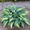 Hosta "Catherine"