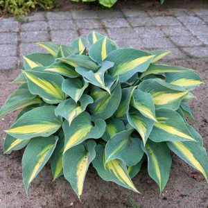 Hosta "Catherine"