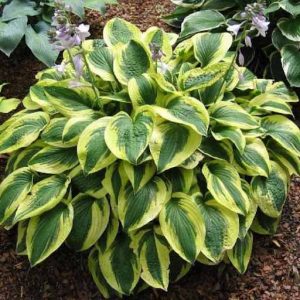 Hosta "Brim Cup"