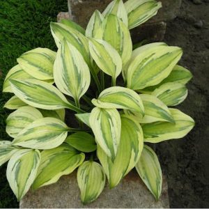 Hosta "Capitan Adventure"