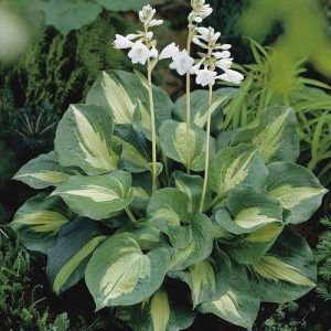 Hosta "Dream Queen"