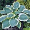 Hosta "Orions Belt"