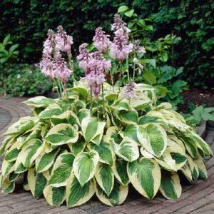 Hosta "Wide Brim"