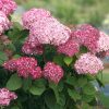 Hortenzija "Pink Annabelle"