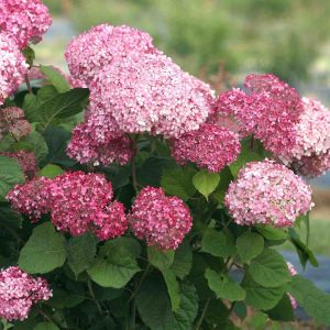 Hortenzija "Pink Annabelle"
