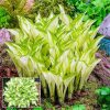 Hosta "Kiwi Spearmint"