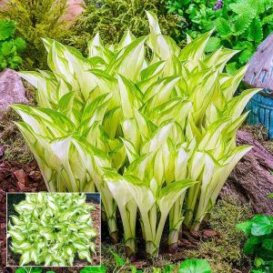 Hosta "Kiwi Spearmint"