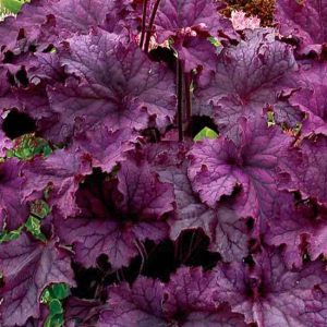Heihēra "Grande Amethyst"