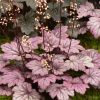 Heihēra "Sugar Plum"