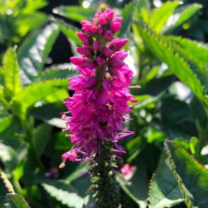 Veronika "Ronica Fuchsia"