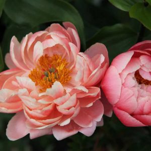 Peonija "Coral Charm"