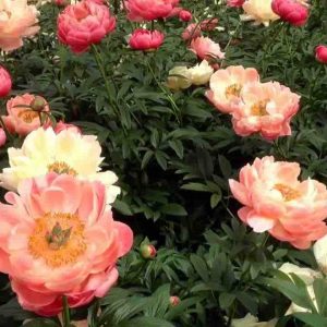Peonija "Coral Charm"