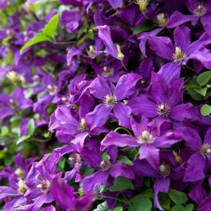 Klematis "Polish Spirit"
