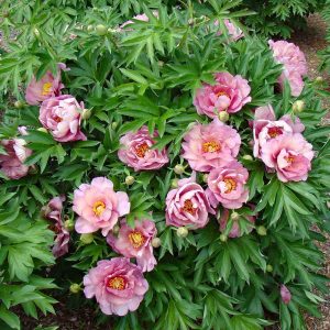 Peonija "Pink Double Dandy"