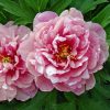 Peonija "Pink Double Dandy"