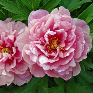 Peonija "Pink Double Dandy"