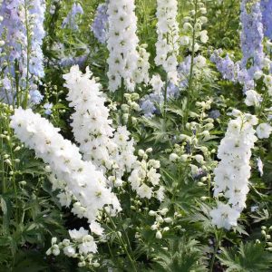 Delfīnija "Magic Fountains Pure White"