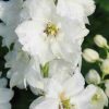 Delfīnija "Magic Fountains Pure White"