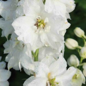 Delfīnija "Magic Fountains Pure White"