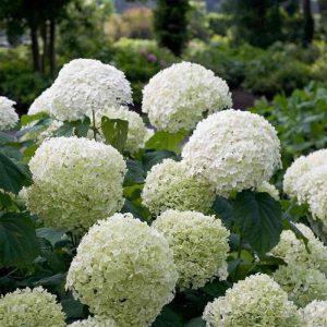 Hortenzija "Strong Annabelle"