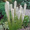 Liatris "Floristan Weiss"