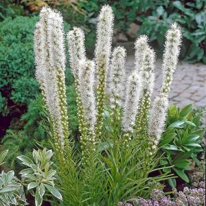 Liatris "Floristan Weiss"