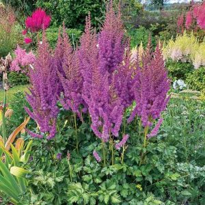 Astilbe "Black Pearls"