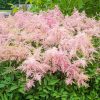 Astilbe "Fireworks Pink"