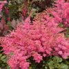Astilbe "Freya"