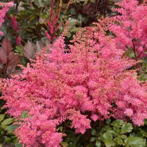 Astilbe "Freya"