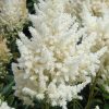 Astilbe "Happy Day"