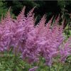 Astilbe "Heart And Soul"
