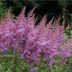 Astilbe "Heart And Soul"
