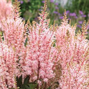 Astilbe "Look At Me"
