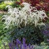 Astilbe "Moccachino"