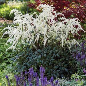 Astilbe "Moccachino"