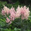 Astilbe "Peach Blossom"