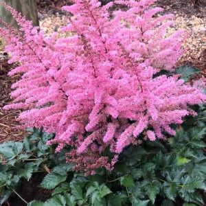 Astilbe "Razzle Dazzle"