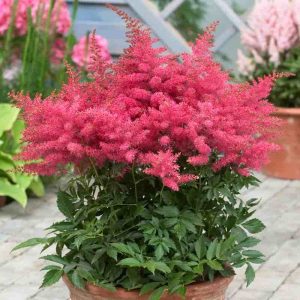 Astilbe "Younique Cerise"
