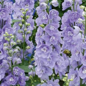 Delfīnija "Magic Fountains Lavender"