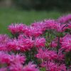 Monarda "Electric Neon Pink"