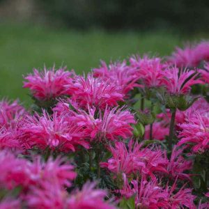 Monarda "Electric Neon Pink"