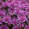 Monarda "Leading Lady Amethyst"