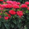 Monarda "Pardon My Cerise"