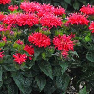 Monarda "Pardon My Cerise"