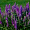 Veronika "Magic Show Purple Illusion"