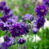 Aquilegia/Parastā Ozolīte “Barlow Blue”